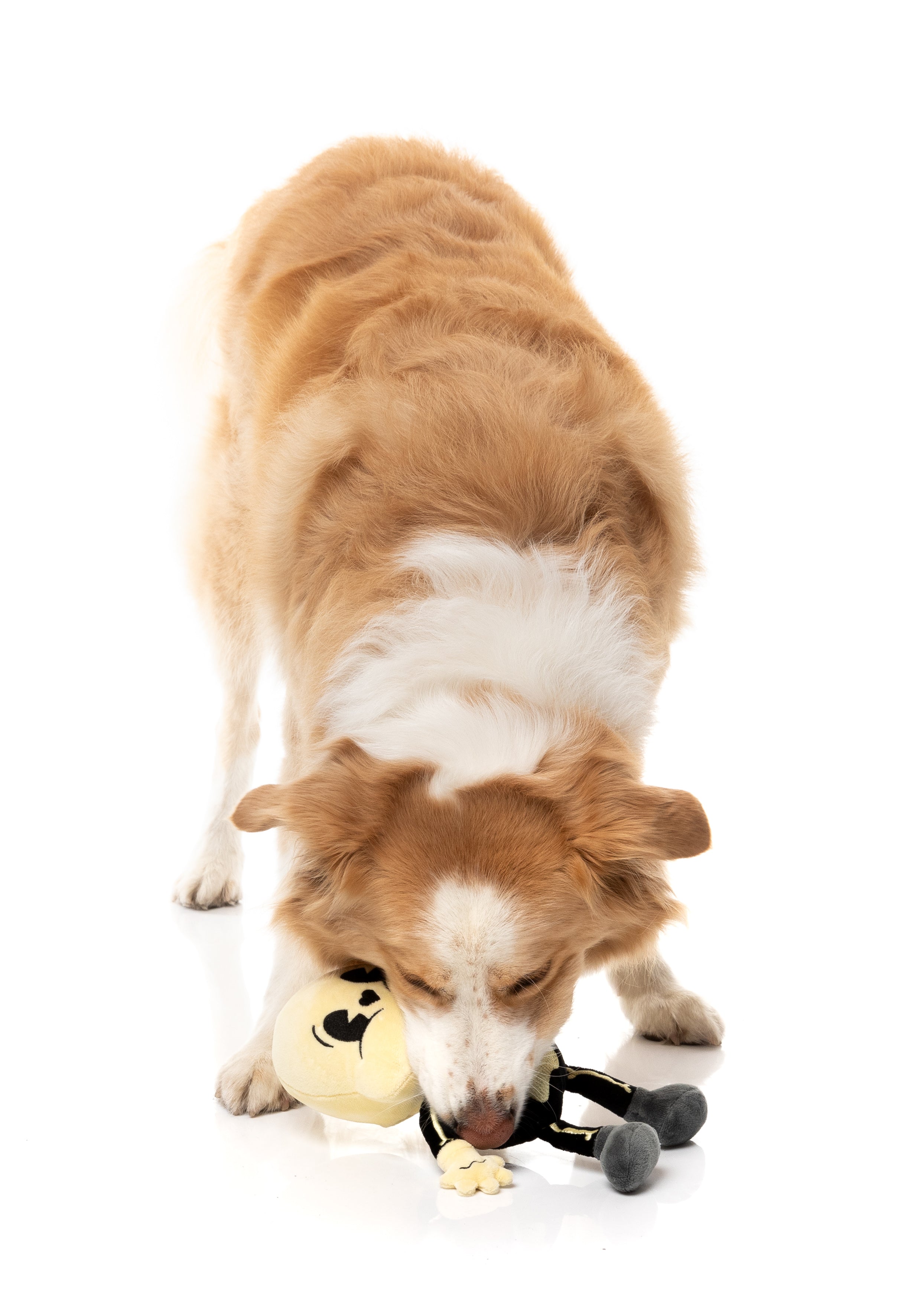 Arthur-itis Halloween - Dog Toy