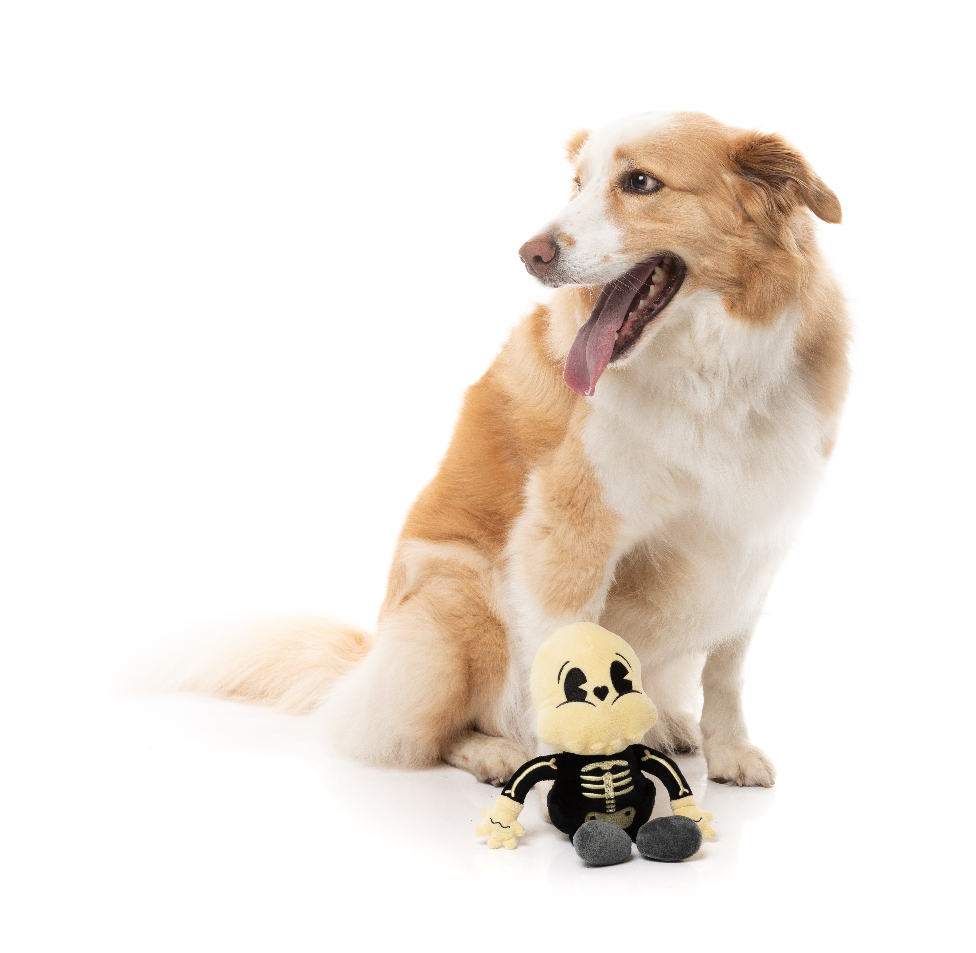 Arthur-itis Halloween - Dog Toy