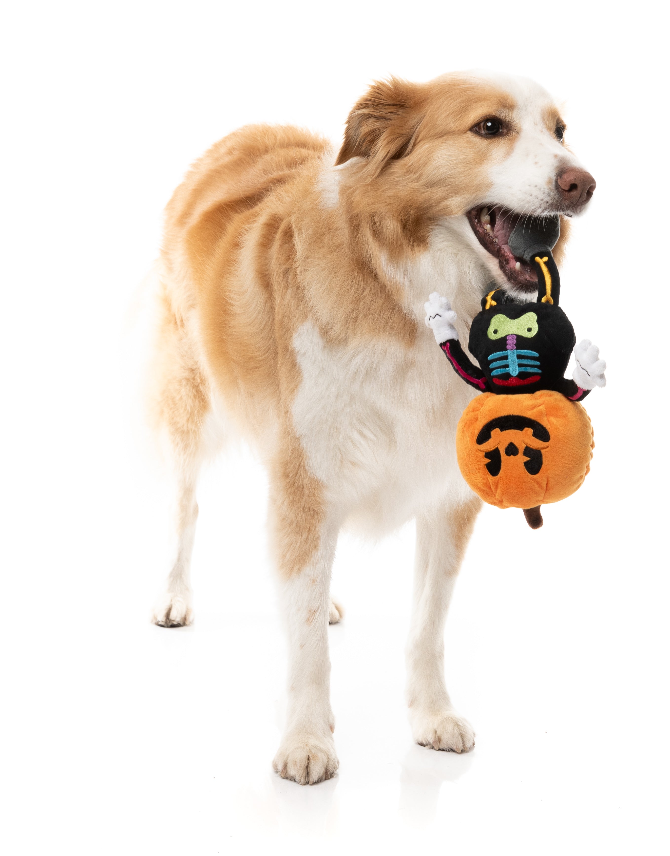 Boo-Ternut Halloween - - Dog Toy