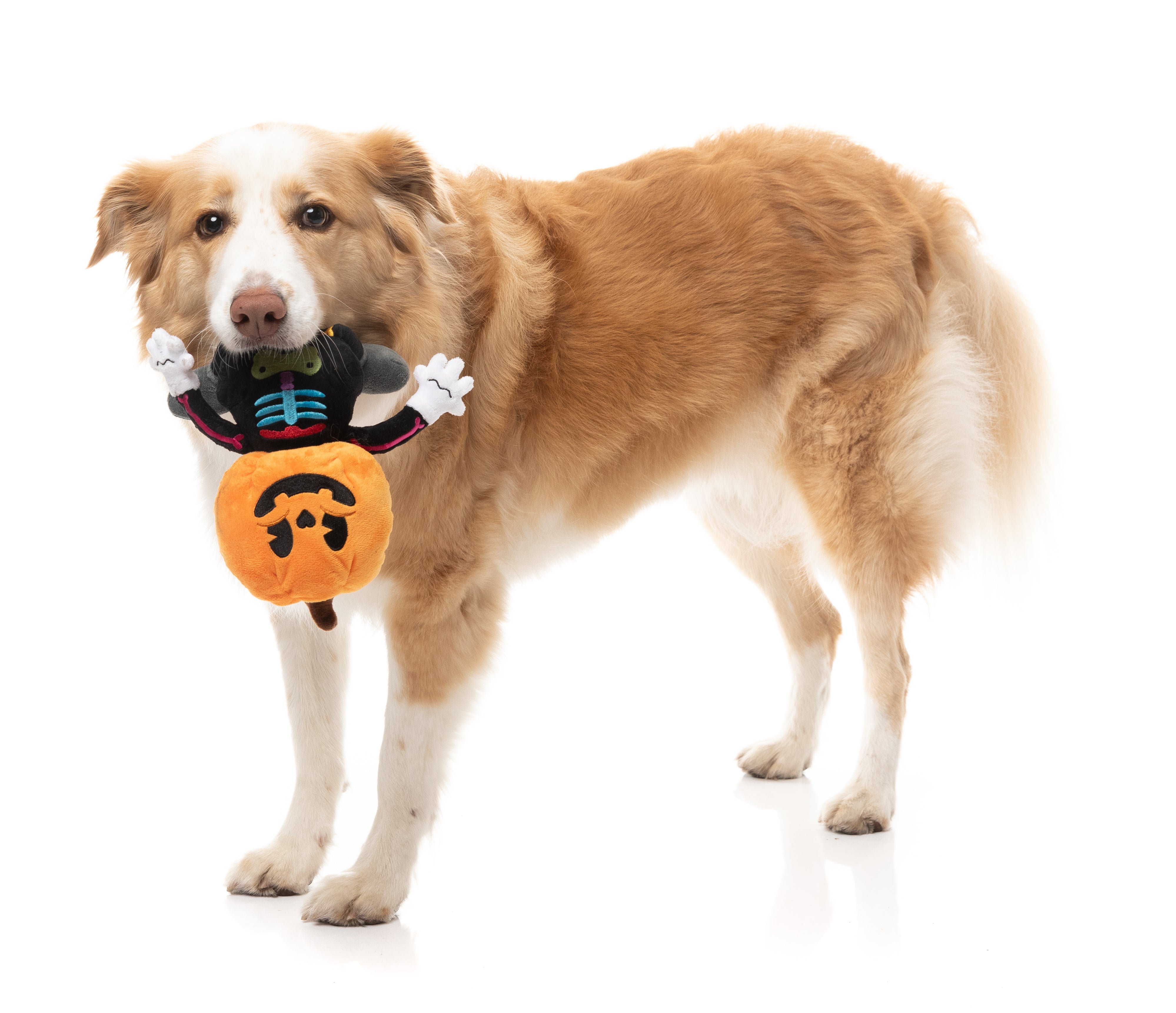 Boo-Ternut Halloween - - Dog Toy