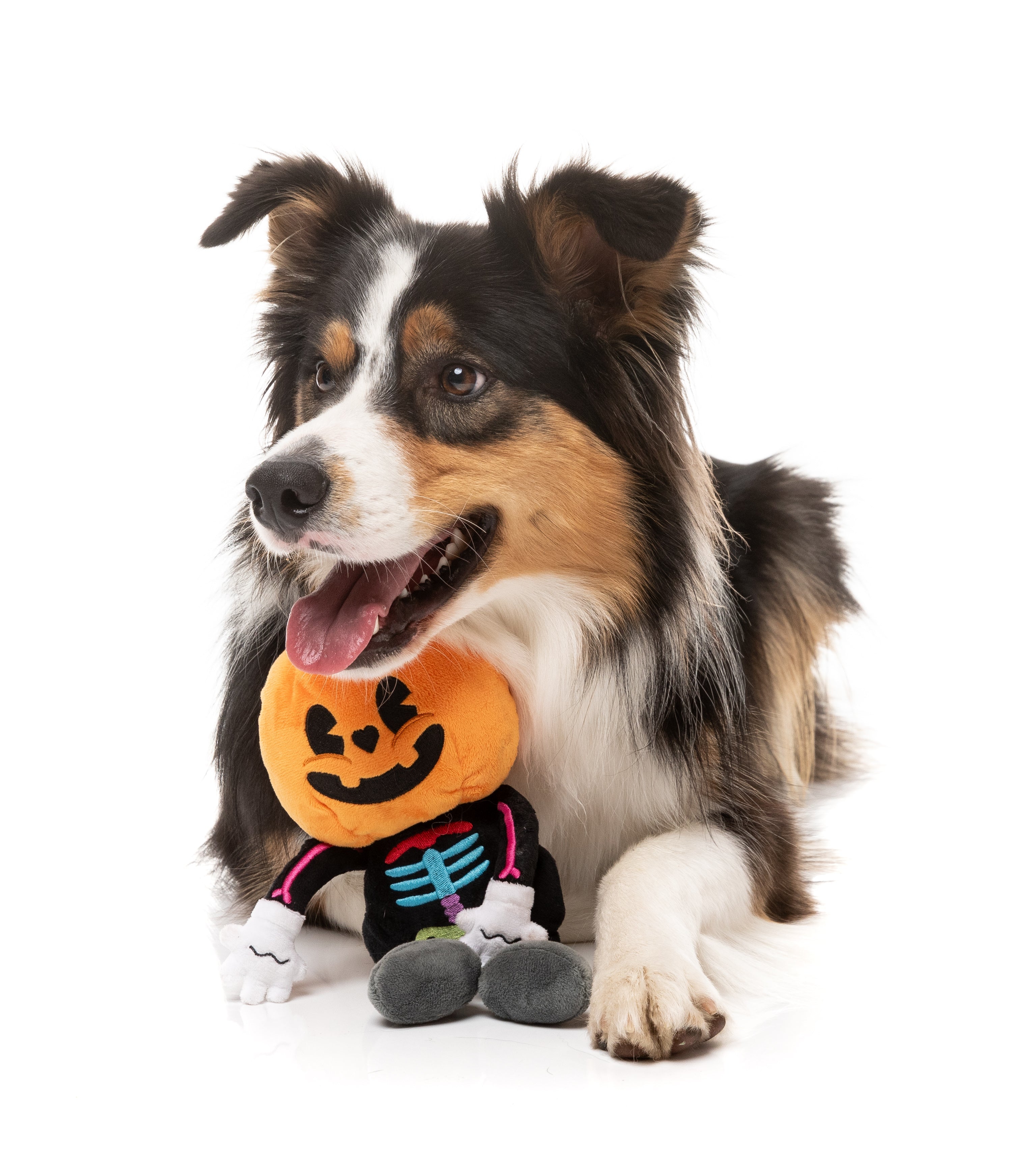 Boo-Ternut Halloween - - Dog Toy