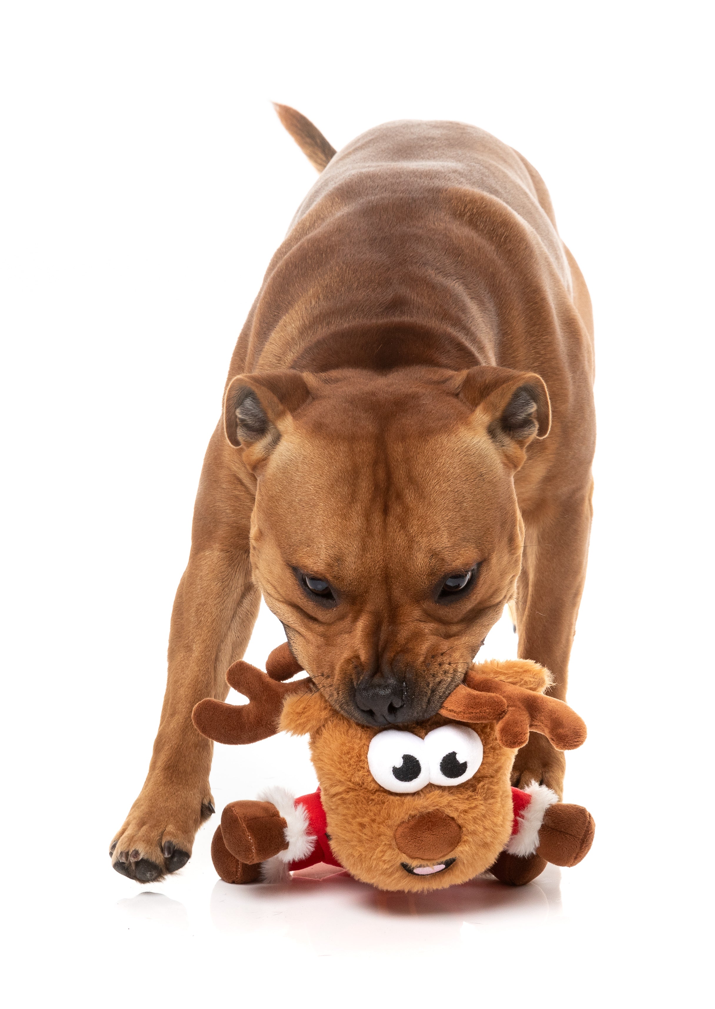 Reggie Claus Reindeer - Christmas - Dog Toy