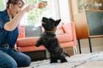 Snack Attack (Mini) Lollipop XS