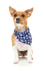 Pluto Pup Bandana