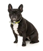 Sk8tor Gator - Dog Collar