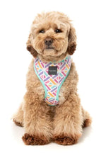 Bubblegum Burst - Dog Harness