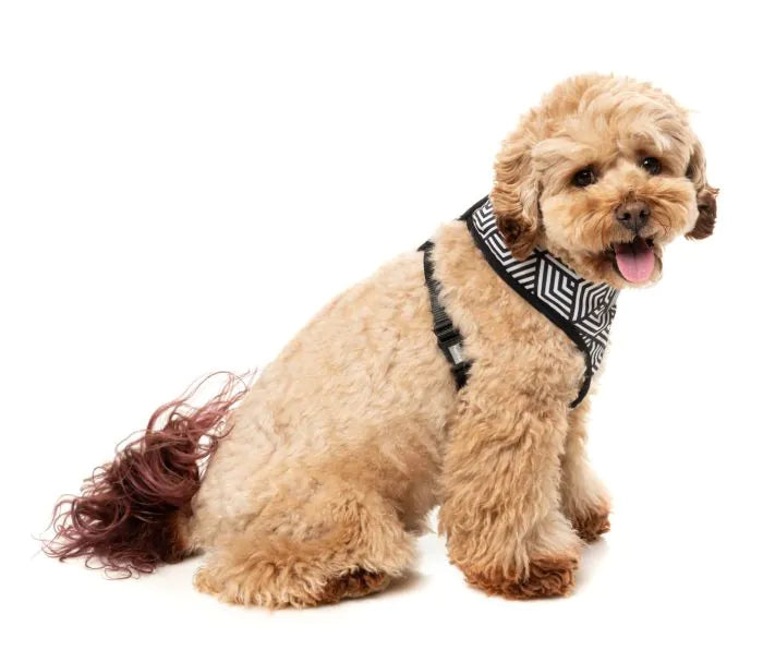 Fitzroy - Dog Harness