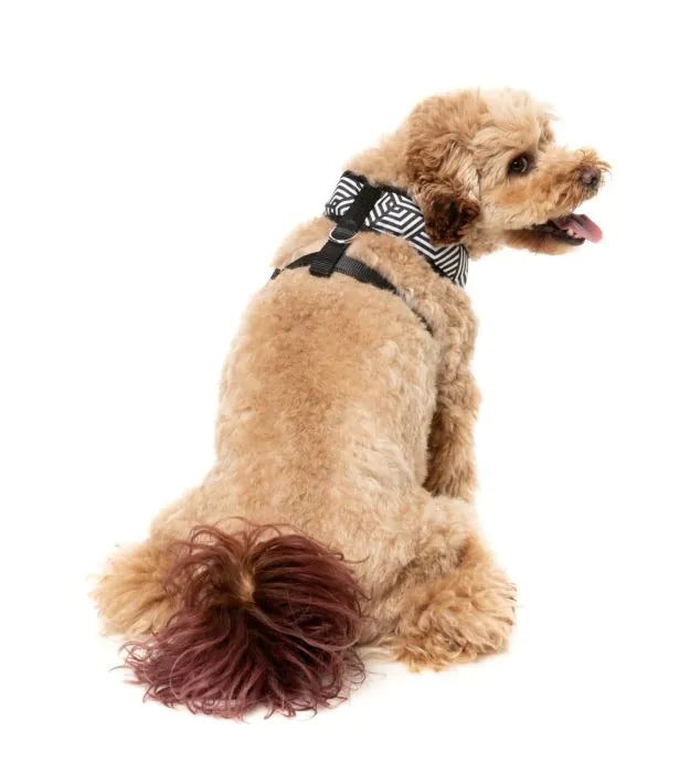 Fitzroy - Dog Harness
