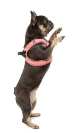 Thornbury - Brick Red- Dog Step In Harness