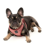 Thornbury - Brick Red- Dog Step In Harness