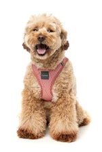 Thornbury - Brick Red- Dog Step In Harness