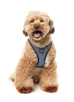 Thornbury - Aejem Blue - Dog Step In Harness