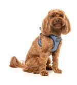 Thornbury - Aejem Blue - Dog Step In Harness