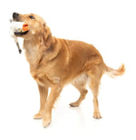 See-ya Seagull - The Yeetz - Dog Toy