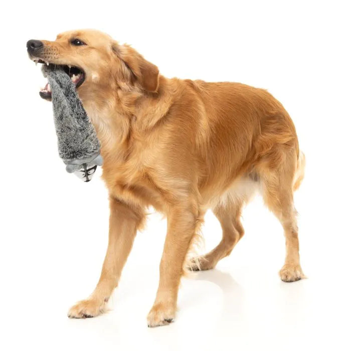 Run Along Raccoon - The Yeetz - Dog Toy