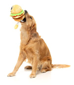 Patty - The Homies - Dog Toy