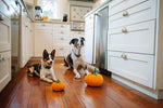 Garden Fresh (Mini) Pumpkin XS