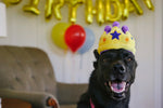 Party Time (Mini) Crown XS