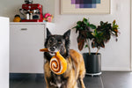 Pup Cup Cafe (Mini) Cinnamon Roll XS
