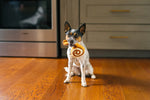 Pup Cup Cafe (Mini) Cinnamon Roll XS