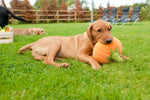 Pumpkin Plush Dog Toy