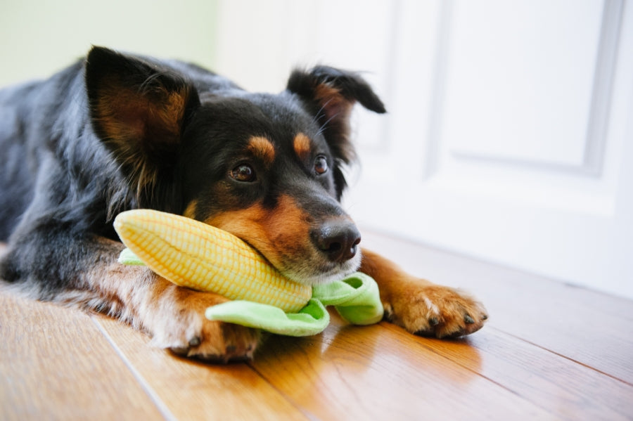Corn Plush Dog Toy