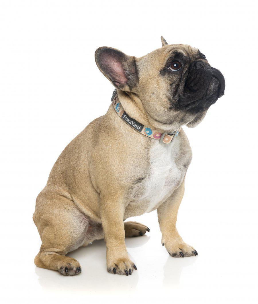Go Nuts Dog Collar-Collar-In Vogue Pets