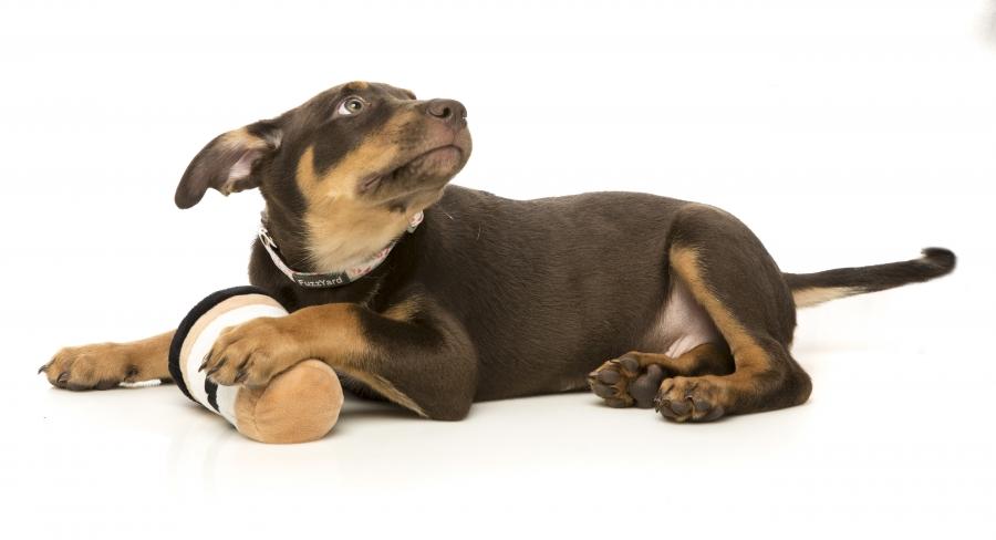 Puppuccino  Dog Toy
