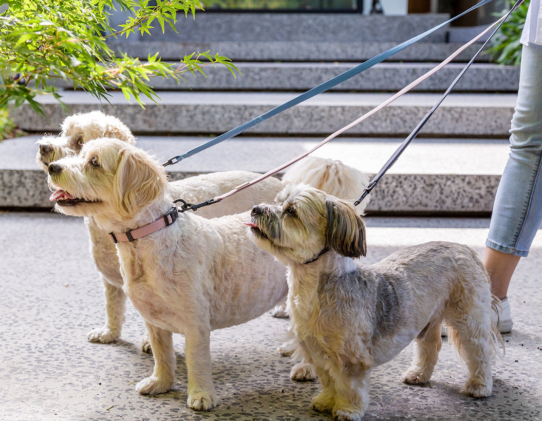 FuzzYard Life Dog Lead - Soft Blush