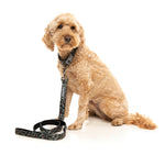 Savanna Dog Collar