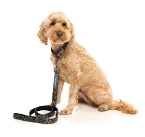 Savanna Dog Collar