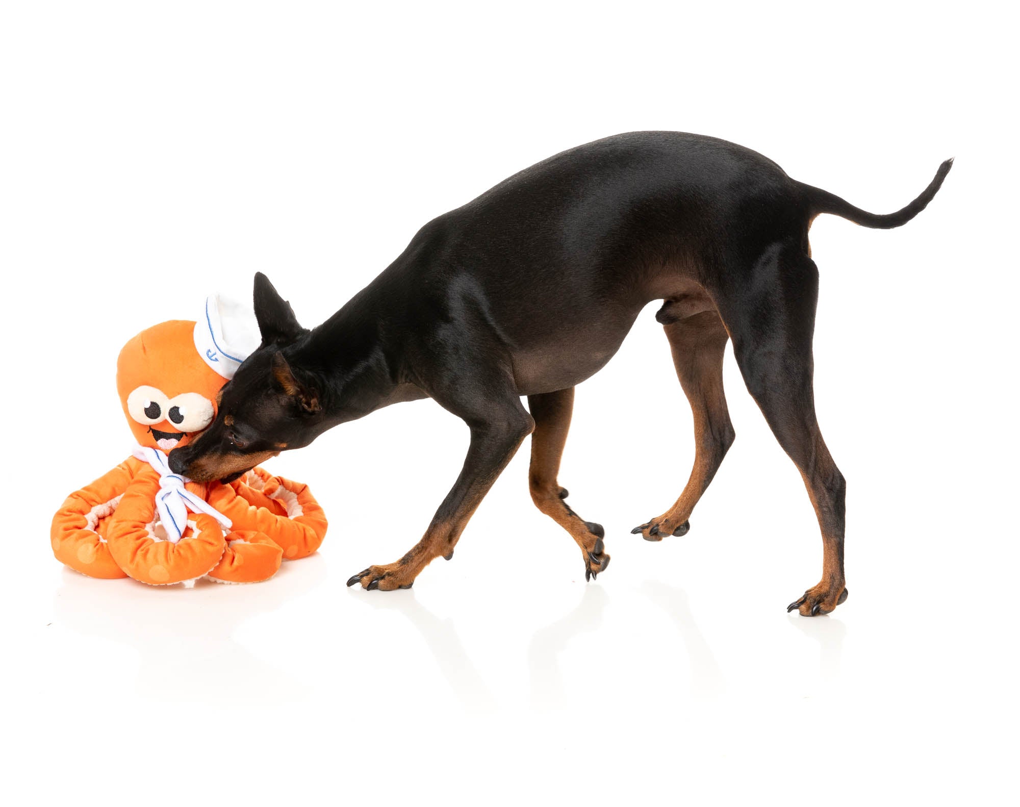 Octo-Posse Dog Toy - Sailor Squiggles