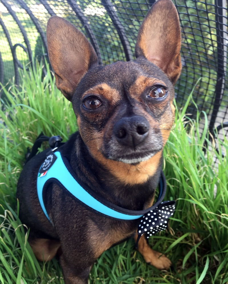 Easy Fit  Fashion Light Blue Harness with Polka Dot Bow