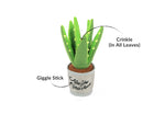 Blooming Buddies Aloe-ve You Plant