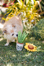 Blooming Buddies Aloe-ve You Plant