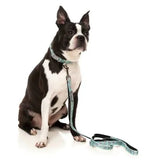 Dreamtime Koalas Dog Lead