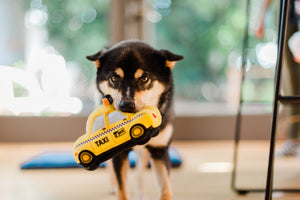 Canine Commute New Yap City Taxi