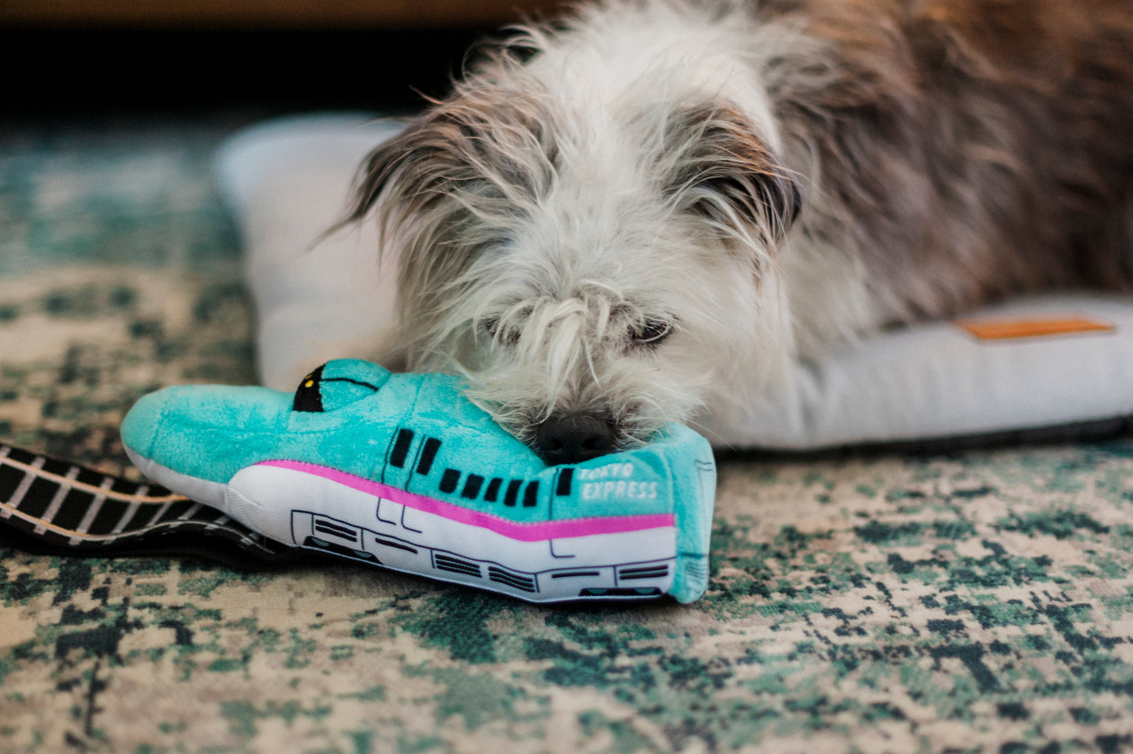 Canine Commute Express Train