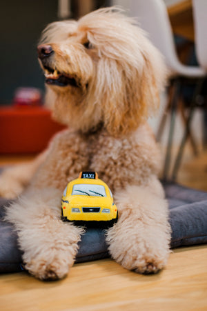 Canine Commute New Yap City Taxi