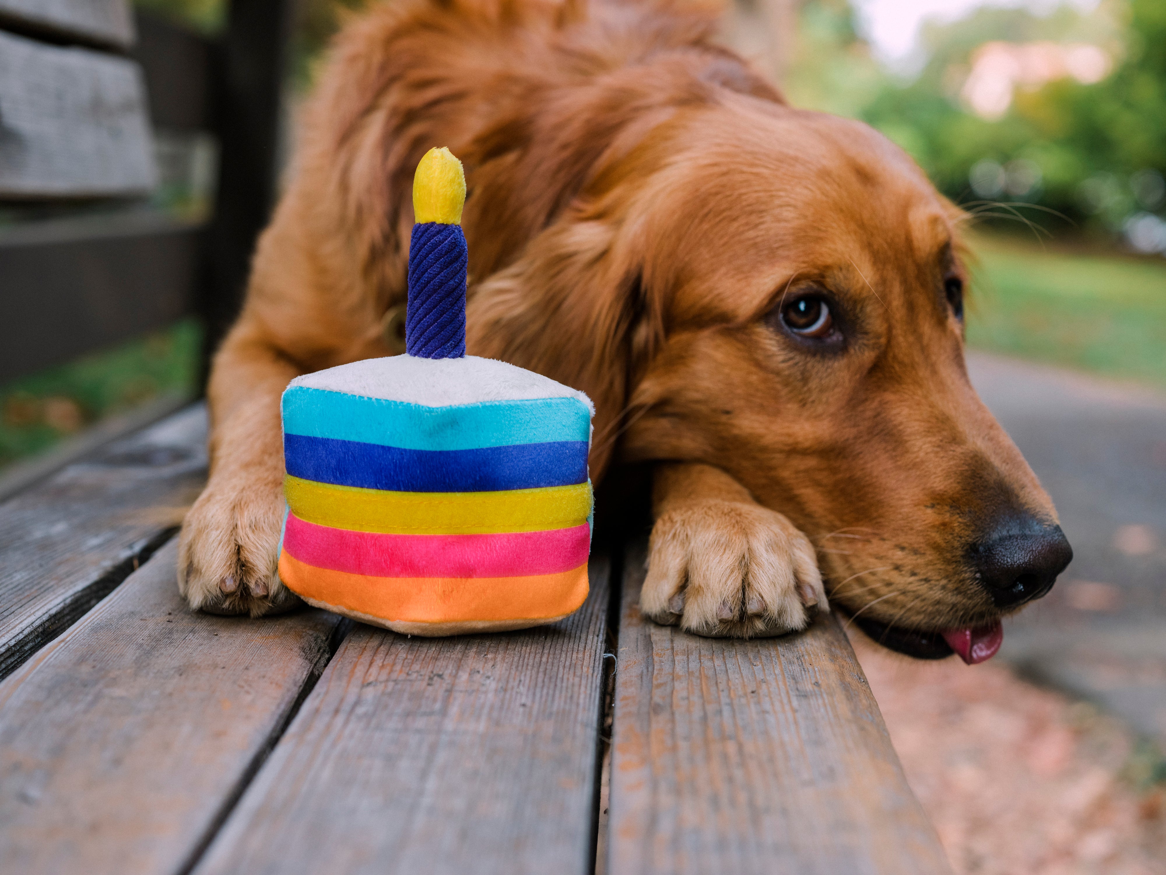 Party Time Bone-Appetit Cake Plush Dog Toy